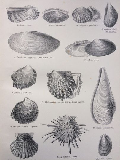 Discover 1891 LAMELLIBRANCHIATA Original Antique Encyclopaedia Illustration - Marine Species  - Molluscs - Bathroom wall decor - home decor