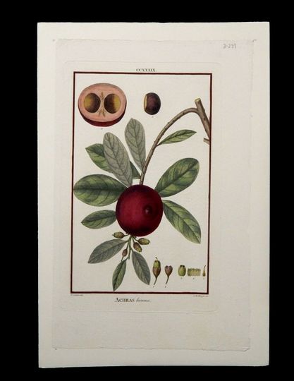 Discover Rare Original hand colored engraving Botanical Fruit Circa 1830's