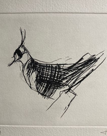 Discover Lapwing
