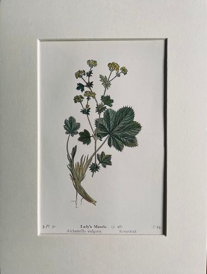 Discover Botanical original print, Antique, Ladys Mantle by Edward Step, 1930 wall hanging home decor, British Wild Flower