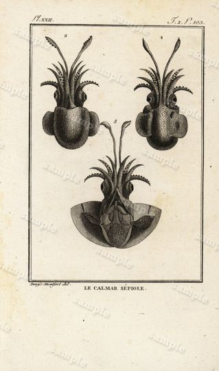 Discover 1790 Original Antique Natural History Engraving of Squid - Histoire Naturele by the Buffon de comte -  Black and white Over 200 years old
