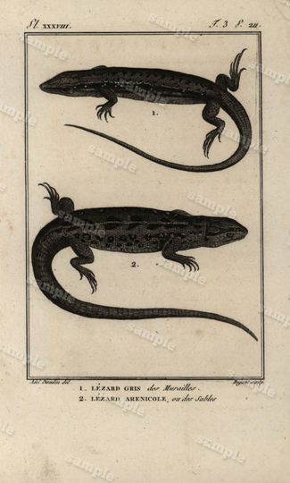 Discover Original Antique Natural History copperplate of Reptiles - Histoire Naturele by the Buffon de comte - 1790 -  Lizards Black and white