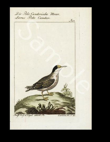 Discover 18th Century  Antique Natural History bird copper plate engraving Francois Nicolas Martinet