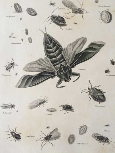 Discover 1819 Original Antique Engraving - Vintage Insect Art - Mantis - Bug - Hemiptera - Entomology - Available Matted and Framed