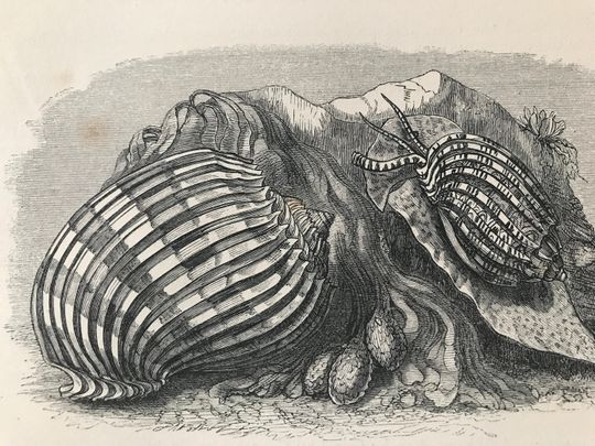 Discover 1863 Little Harp Shell and Imperial Harp Shell Original Antique Print - Crustacean - Mounted and Matted - Available Framed