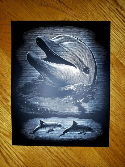 Discover Dolphins