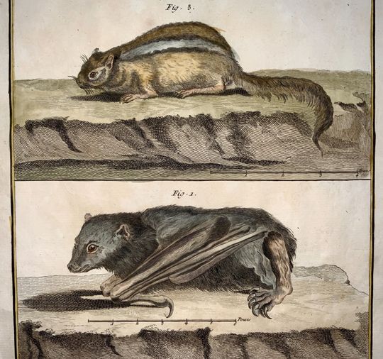 Discover Antique Original from1751 Martinet - BAT Squirrels - hand coloured - Large  Hand Coloured Engraving Print Folio 39 cm. .