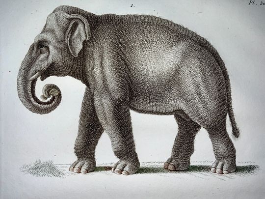 Discover Antique Original from Jean Baptiste Huet [1745-1811] ELEPHANT WILD BOER - Mammals - Coloured stipple