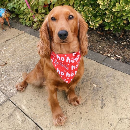Discover Christmas Xmas Father Snowman Dog Pet Bandana Collar