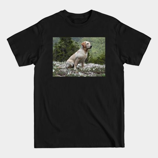 Discover Labrador retriever yellow sitting in grass - Yellow Lab - T-Shirt