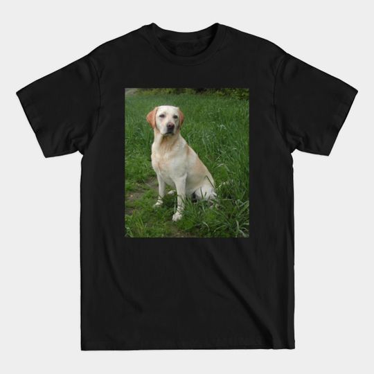 Discover Labrador retriever yellow sitting - Yellow Lab - T-Shirt