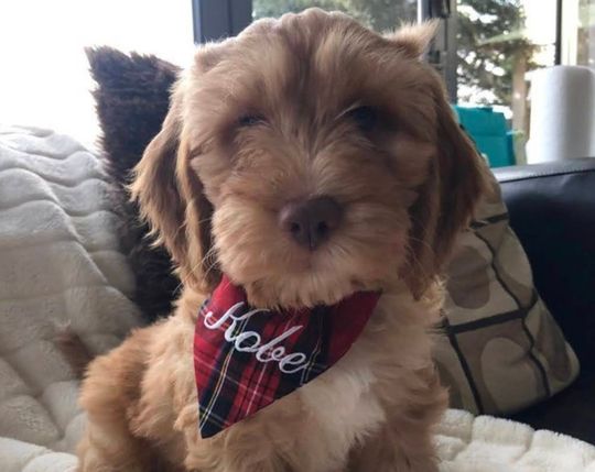 Discover Embroidered Pet Bandana