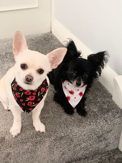 Discover Poppy Over the Collar Bandana