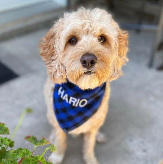 Discover Personalized Plaid Dog Bandana