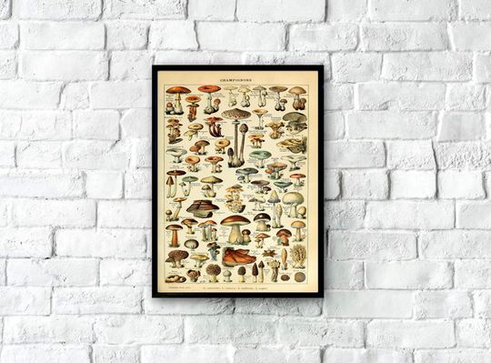 Discover 1900s Vintage Lithograph Food Botany Poster, Vintage Fungi Poster