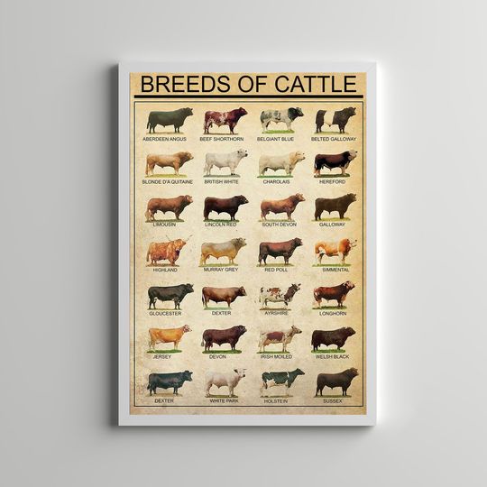 Discover Breeds Of Beef Cattle Poster Premium Matte Vertical Poster
