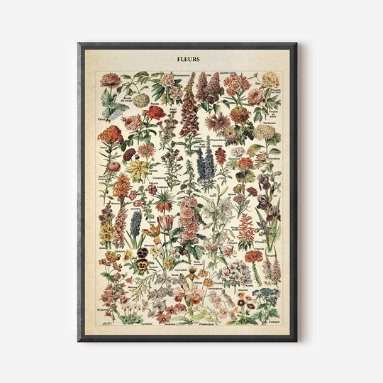 Discover Vintage Flower Print 1909 - Adolphe Millot Poster