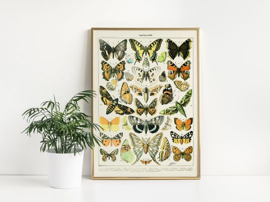Discover Adolphe Millot Papillons Poster |Vintage Butterfly illustration