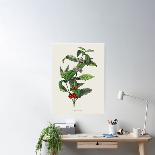 Discover Vintage Botanical Coffee Plant-Solid Background Poster
