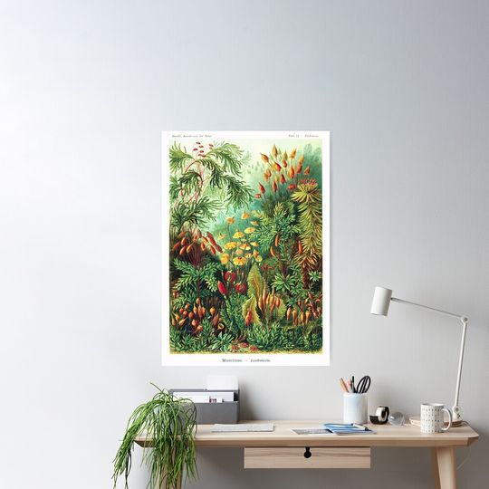 Discover Ernst Haeckel - Muscinae (mosses) - Vintage Botanical Illustration Poster