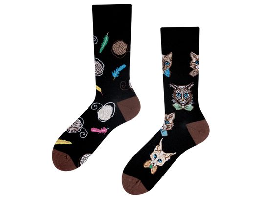 Discover Cat in a Bow Socks