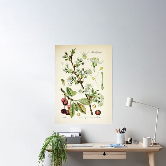 Discover Cherry Life Cycle Poster