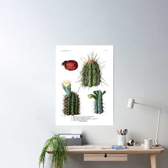 Discover Cacti Vintage Chart Poster