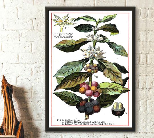 Discover Vintage Coffee Plant Botanical Poster - Kitchen Decor