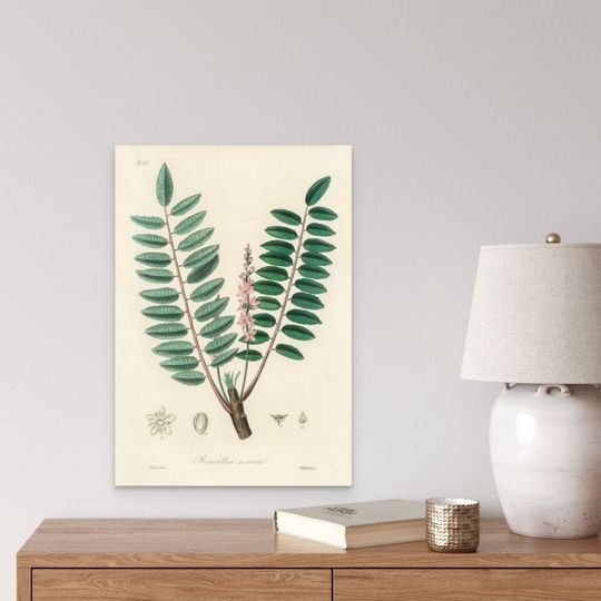 Discover Vintage Botanical Print 1836 - Boswellia Serrata- Botanical Poster