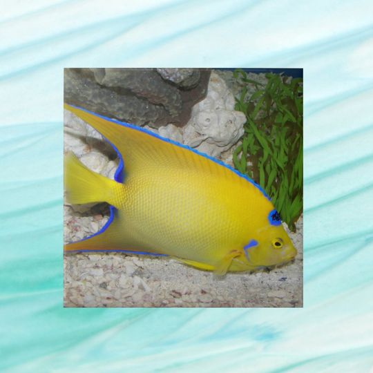 Discover Yellow and Blue Queen Angelfish Ceramic Photos Tile