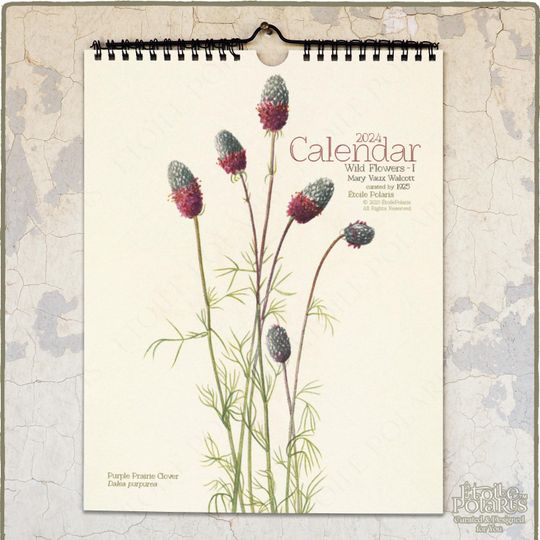 Discover 2024 Wall Calendar, Botanical Drawings by Mary Vaux Walcott "Wildflowers"