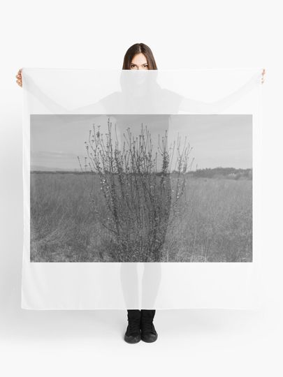 Discover A thorny bush grows in the middle of a field | Scarf