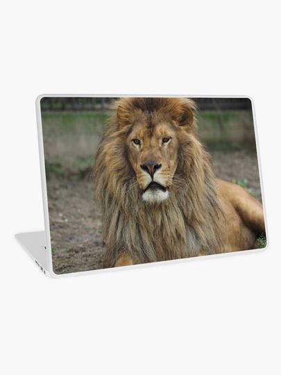 Discover lion in zoo | Laptop Skin