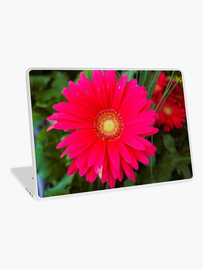 Discover African Daisy | Laptop Skin