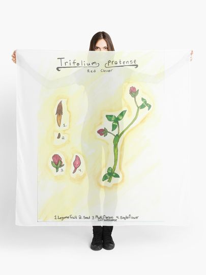 Discover Trifolium pratense (Red Clover) | Scarf