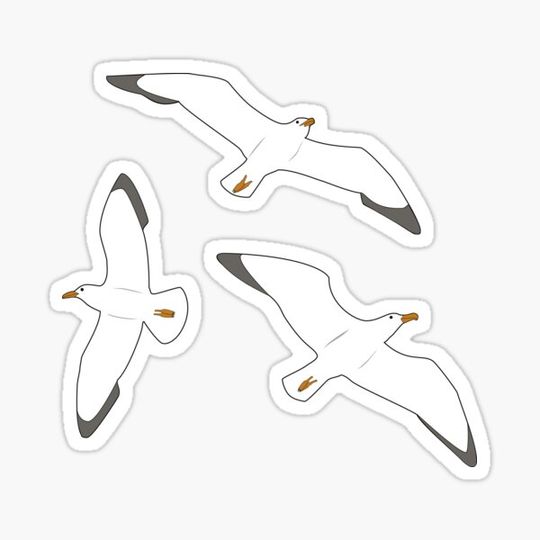Discover A Trio of Seagulls