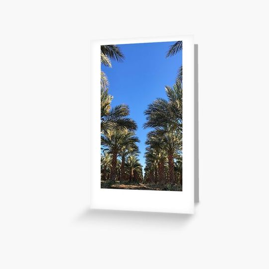 Discover Palm Tree Alley