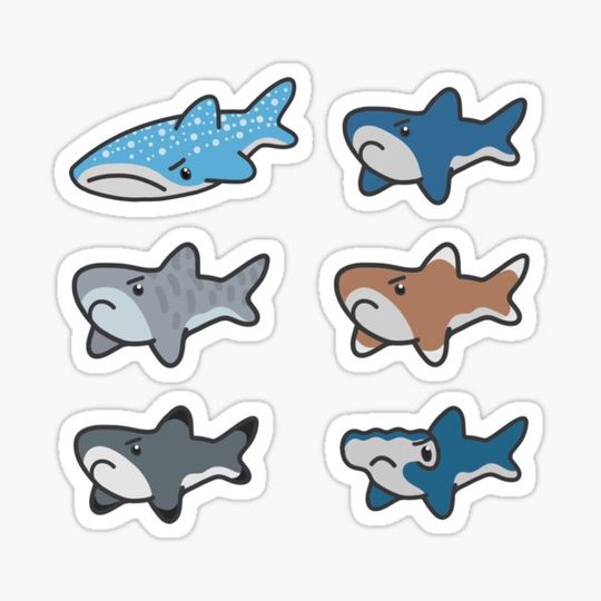 Discover More Grumpy Sharks