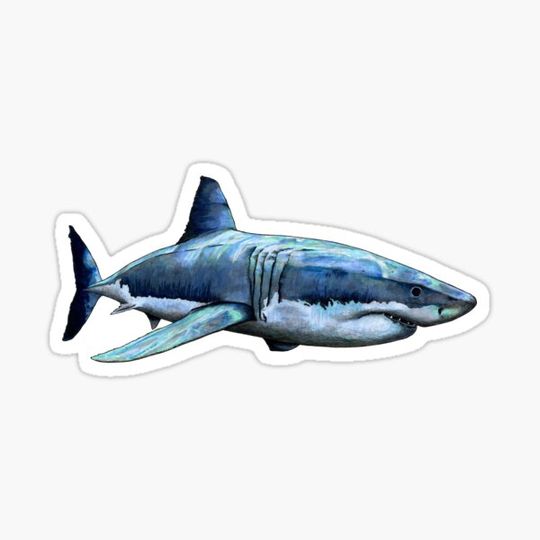 Discover GREAT WHITE SHARK