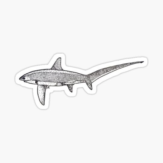 Discover Thresher Shark