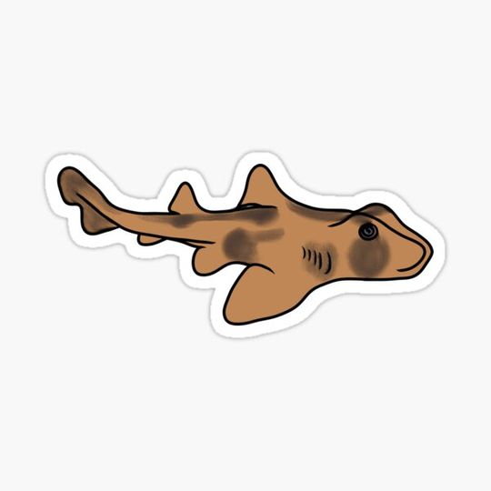 Discover Crested Port Jackson Shark (Heterodontus galeatus)