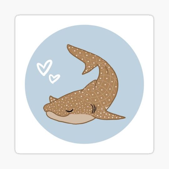 Discover lovely whale shark