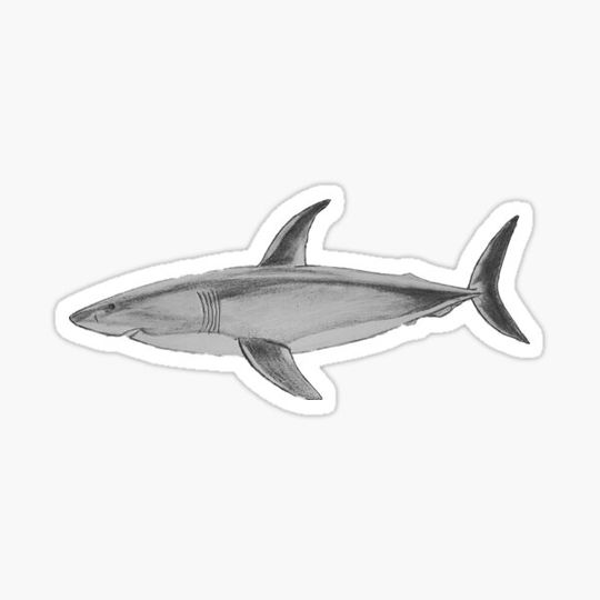 Discover Shark