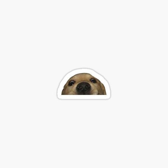 Discover Doggo