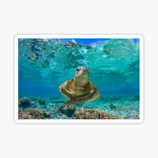Discover Turtle Hug