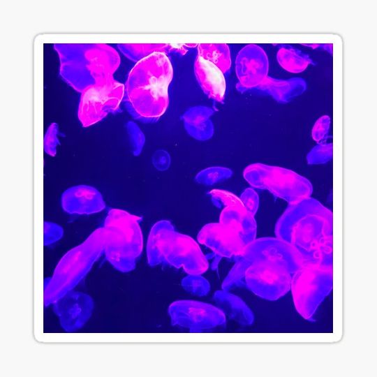 Discover Neon jellyfish