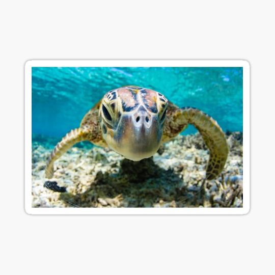 Discover Turtle Close Up