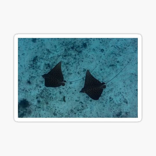 Discover Eagle Ray Symmetry