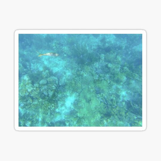 Discover Yellowtail Snapper
