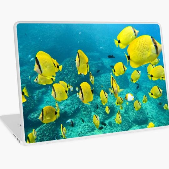 Discover Milletseed Butterflyfish